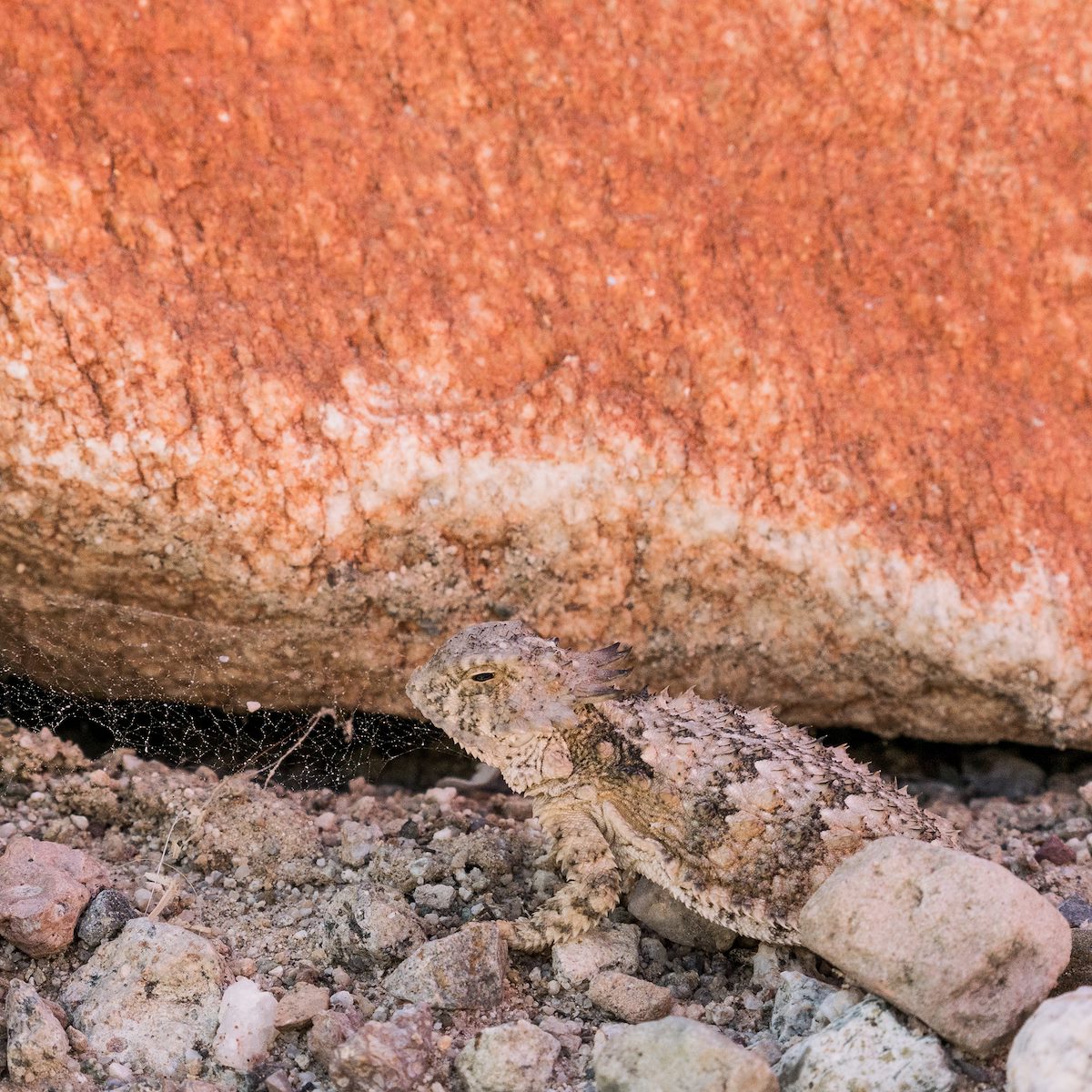2017 March Horned Lizard near the Linda Vista Trail