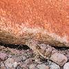 2017 March Horned Lizard near the Linda Vista Trail