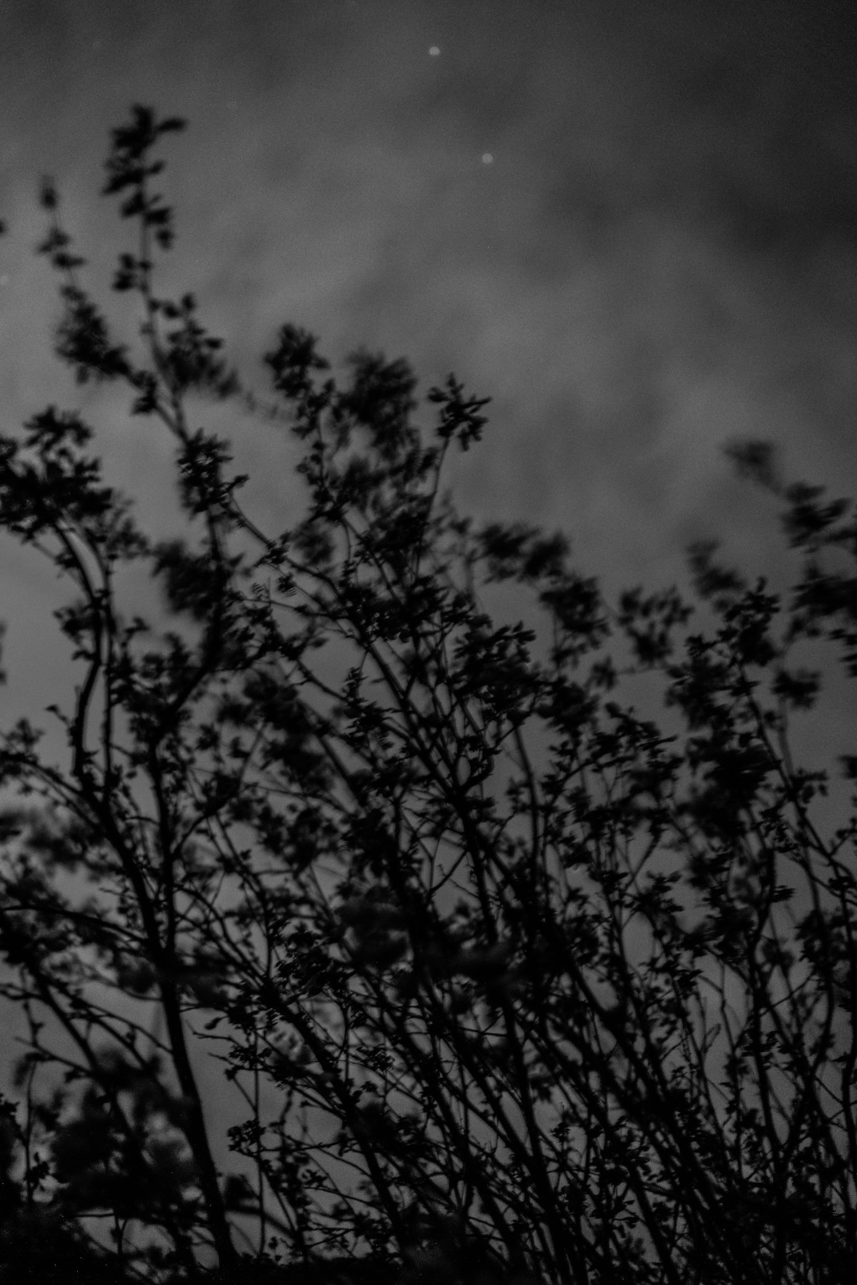 2017 March Rosary Babybonnets in Wind