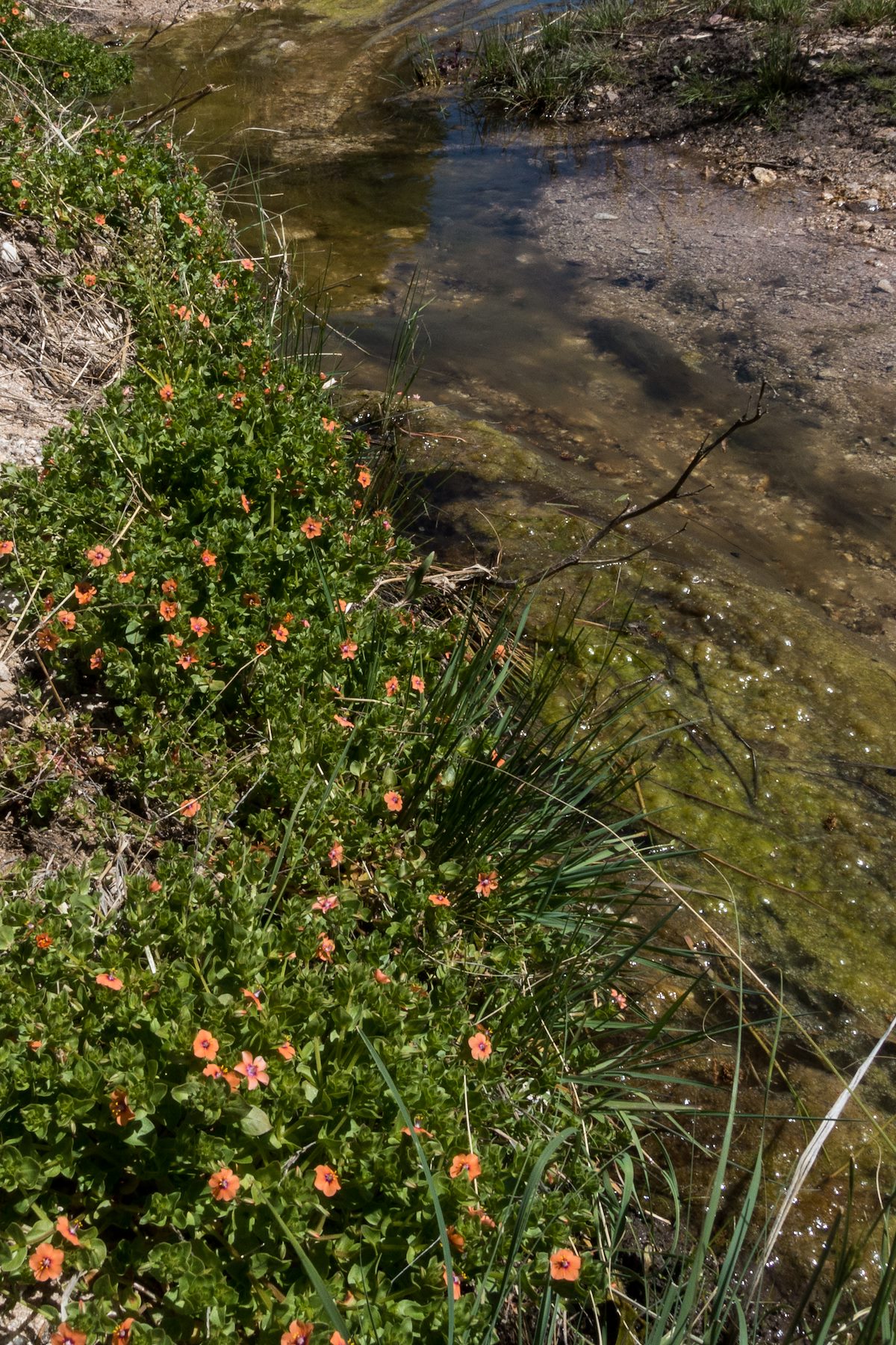 2017 March Scarlet Pimpernel along the Bellota Trail in Agua Caliente Canyon
