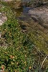 2017 March Scarlet Pimpernel along the Bellota Trail in Agua Caliente Canyon