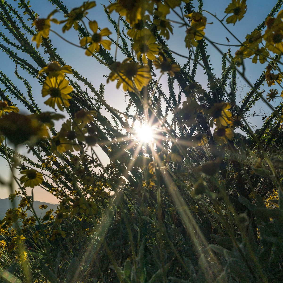2017 March Sun thru the Brittle Bush and Ocotillo