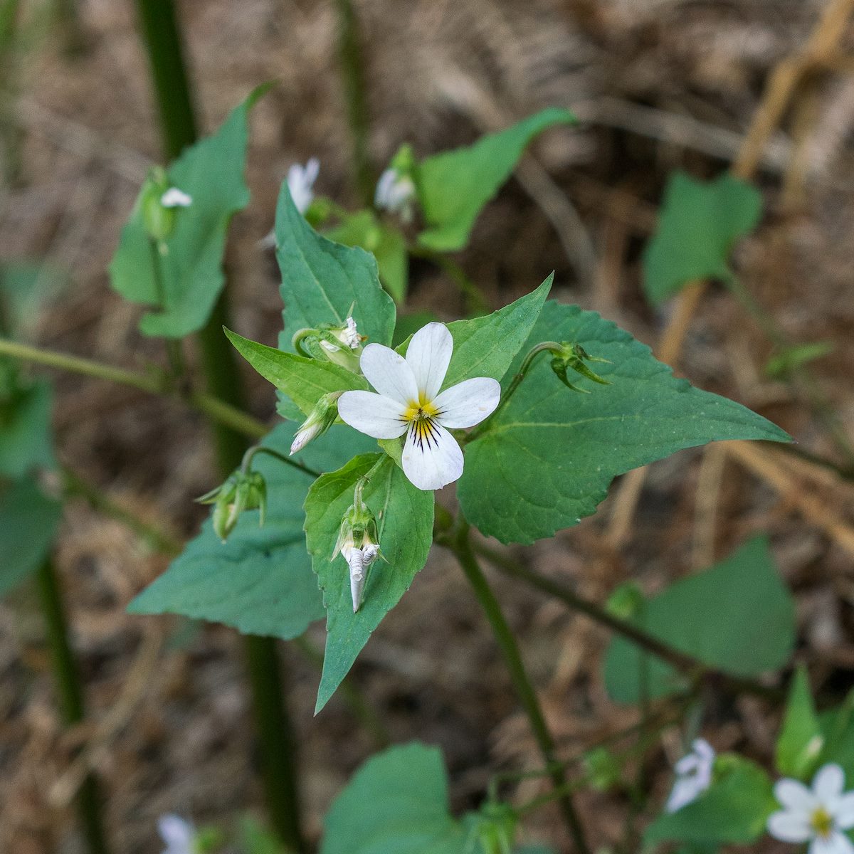 2017 May Canada Violet on the Butterfly Trail