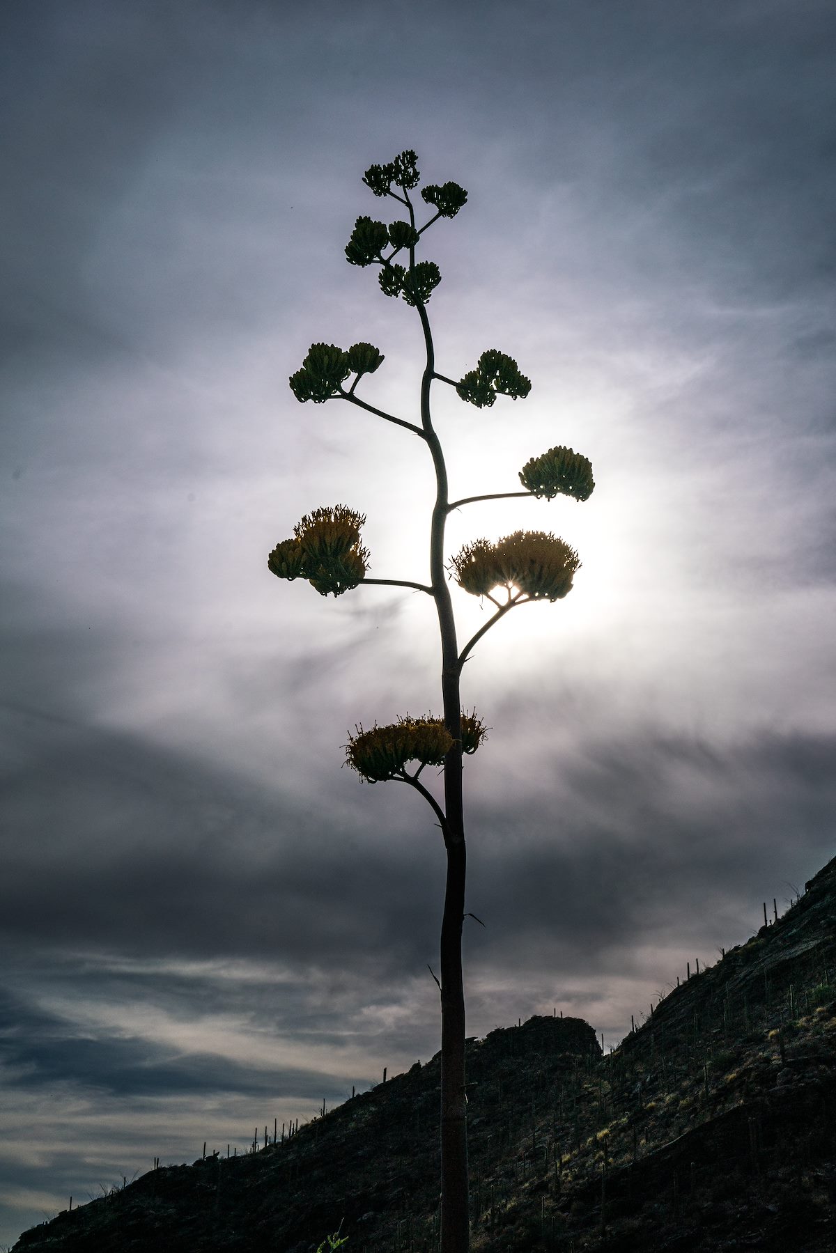 2017 May Century Plant near the Pontatoc Canyon Trail