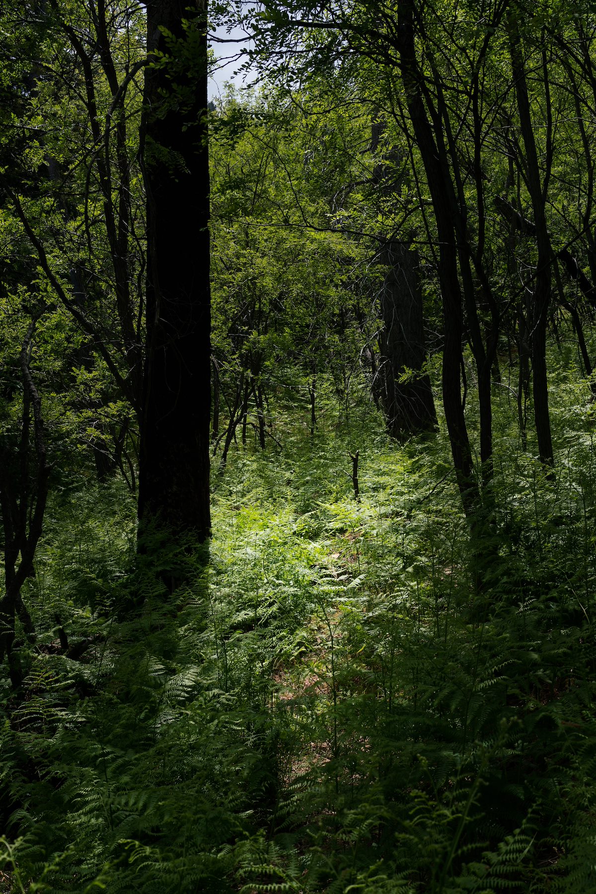 2017 May Crystal Spring Trail