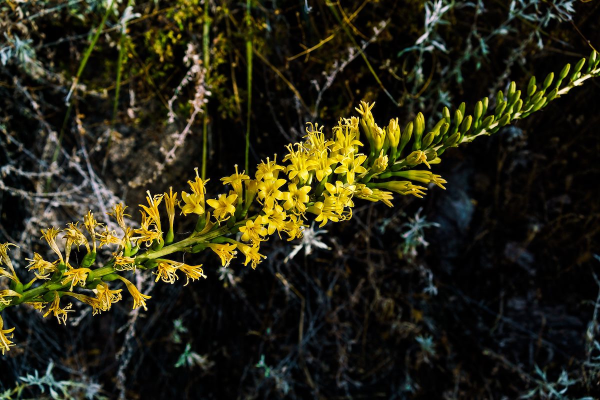 2017 May Flowers on the Pontatoc Canyon Trail