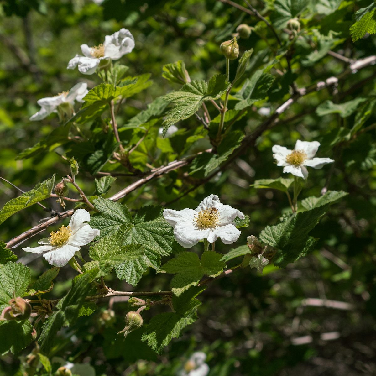 2017 May Raspberry flowers in the Canada del Oro
