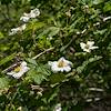 2017 May Raspberry flowers in the Canada del Oro