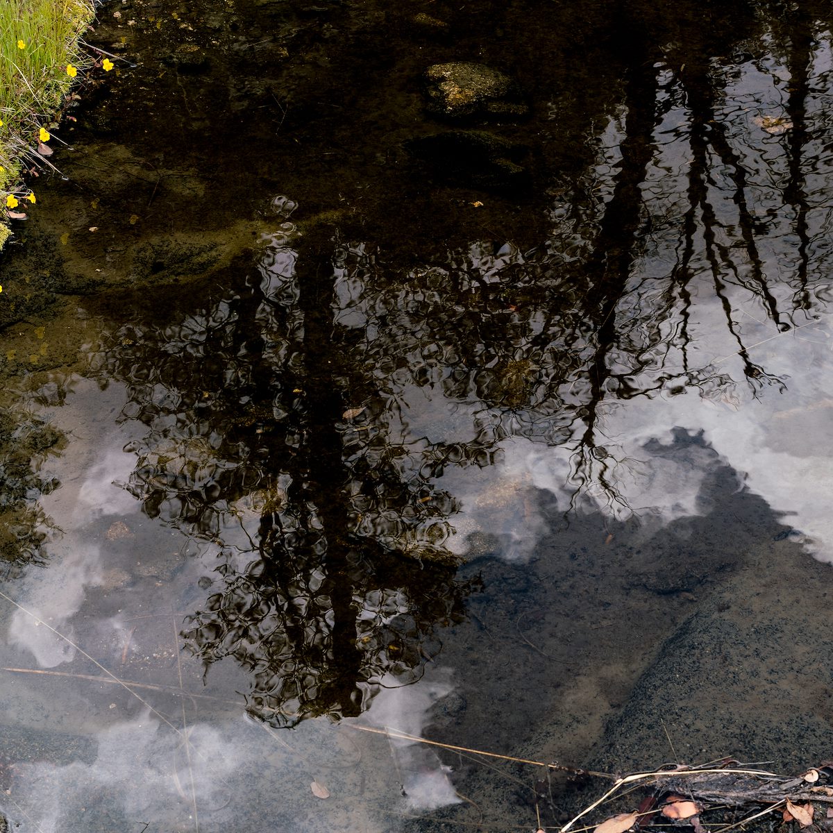 2017 May Reflection near the Crystal Spring Trail