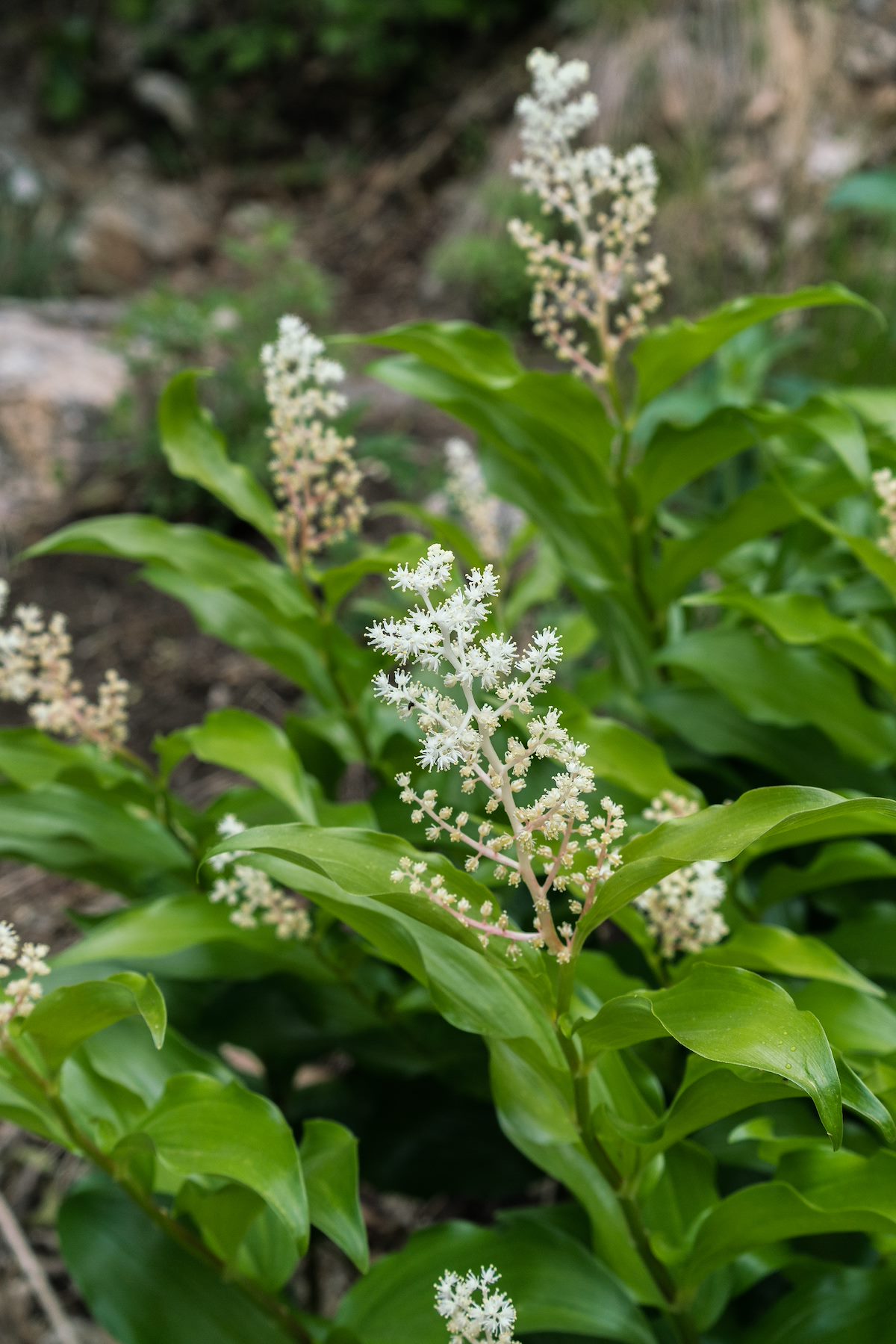 2017 May Salomons Seal