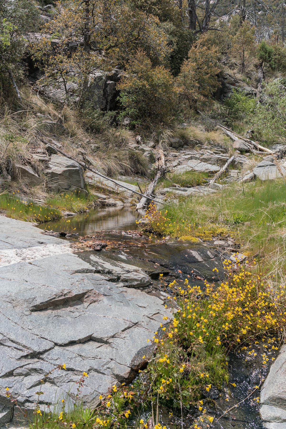2017 May Water near the Crystal Spring Trail