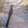 2017 November A Roadrunner on the Ventana Canyon Trail