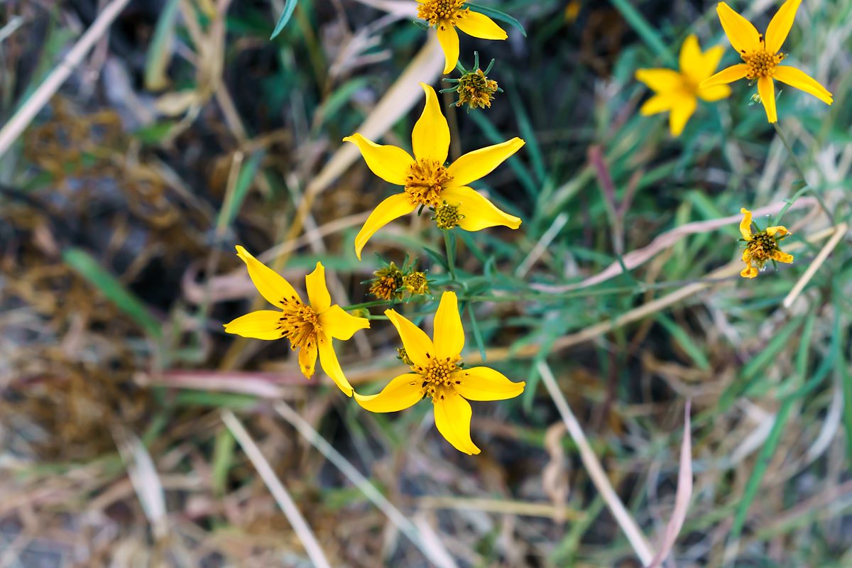 2017 November November Flowers 01