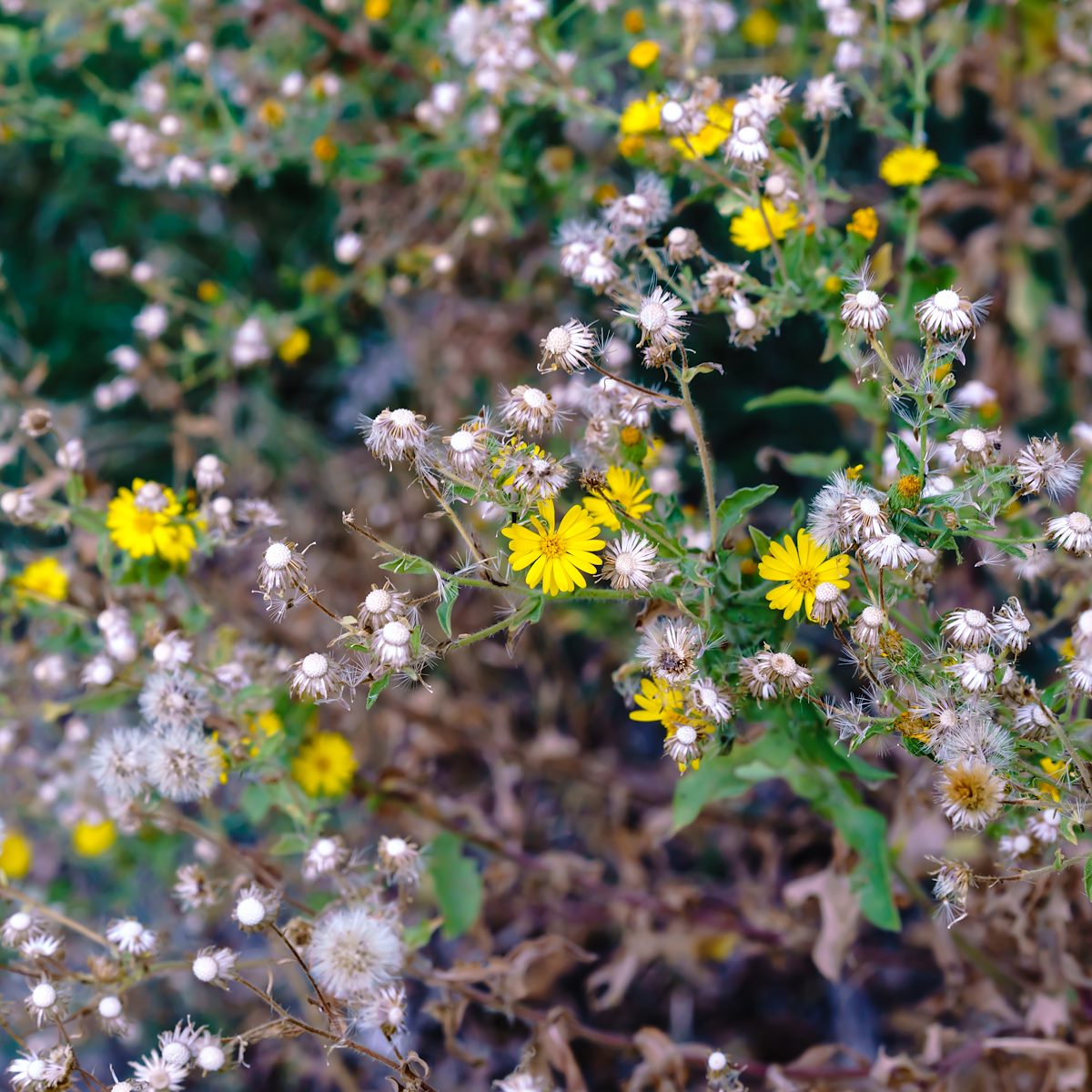 2017 November November Flowers 02