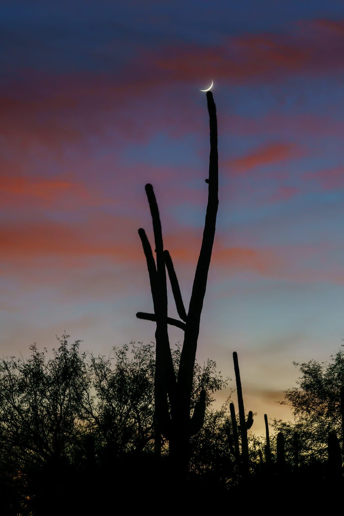 2017 November Saguaro and Moon