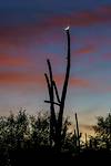 2017 November Saguaro and Moon