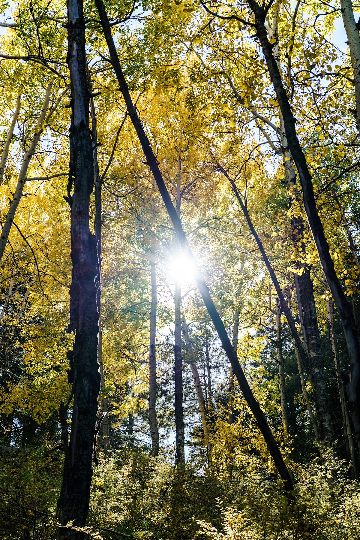 2017 October Aspen near the top of Mount Lemmon