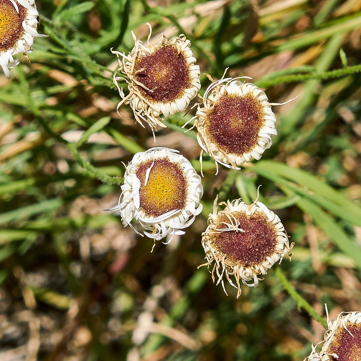 2017 September Crumpled Flowers on the Oracle Ridge Trail