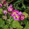2017 September Globemallow on the Oracle Ridge Trail