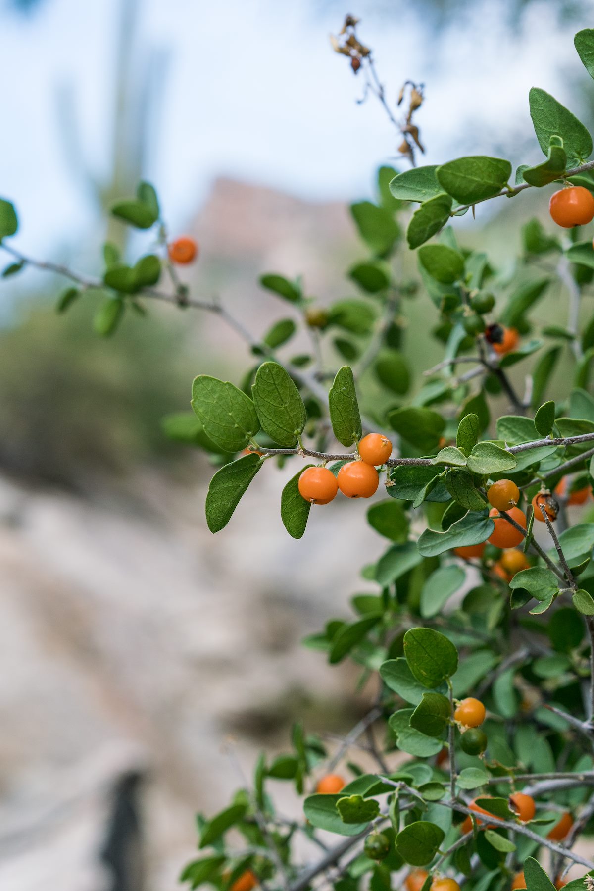 2017 September Hackberry