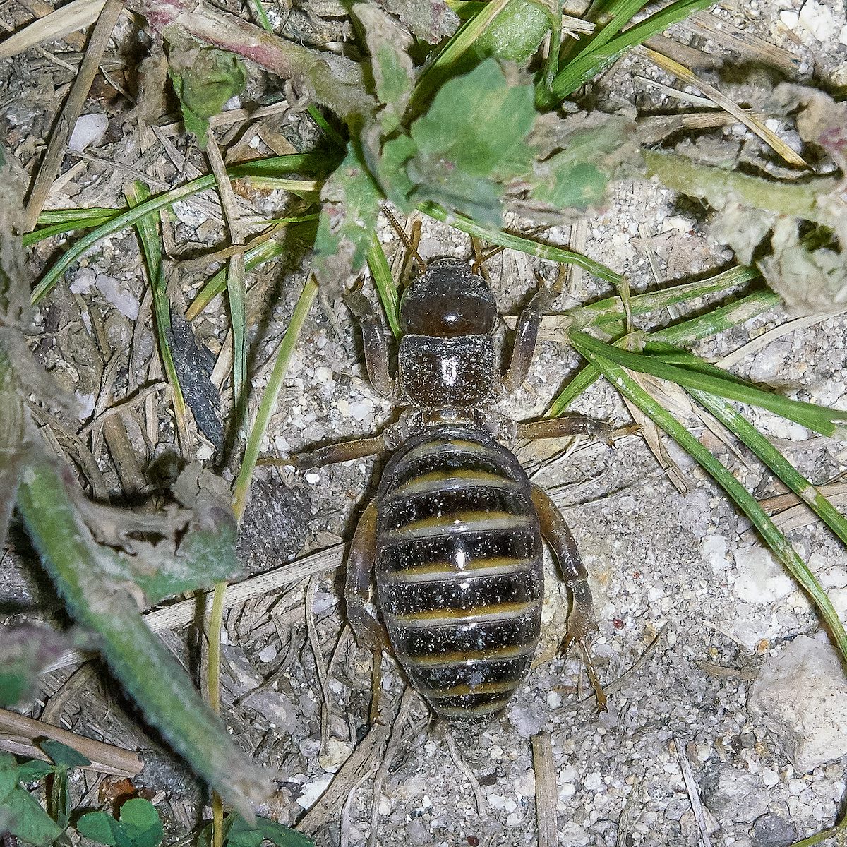 2017 September Jerusalem Cricket at night on the Mount Lemmon Trail