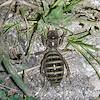 2017 September Jerusalem Cricket at night on the Mount Lemmon Trail