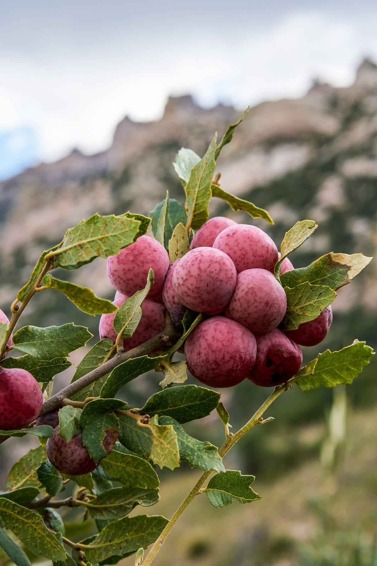 2017 September Oak Galls at Romero Pass