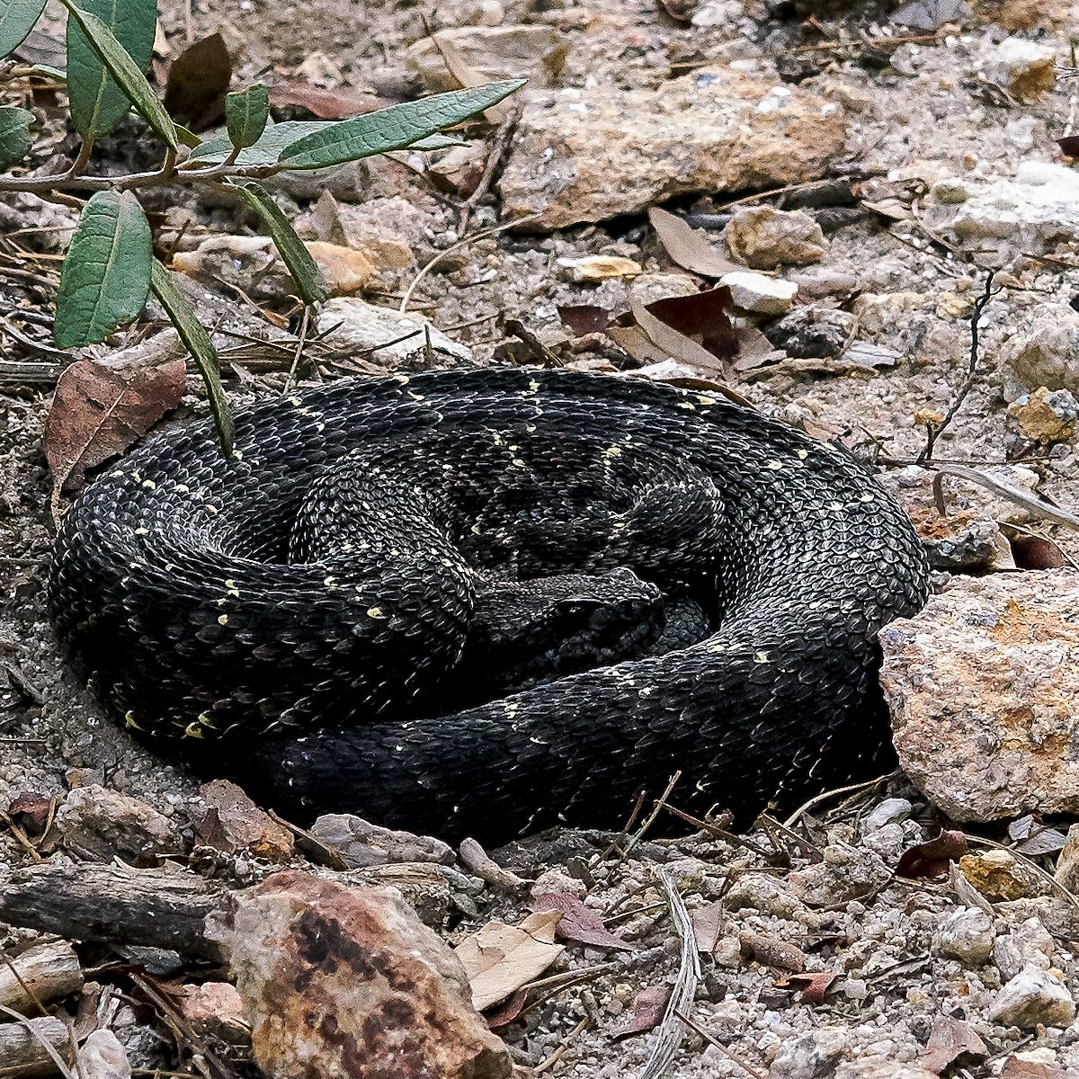 2017 September Rattlesnake on the Mount Lemmon Trail