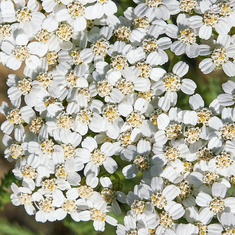 2017 September Yarrow on the Orale Ridge Trail
