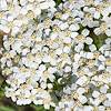 2017 September Yarrow on the Orale Ridge Trail