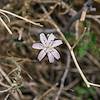 2018 April Brownplume Wire Lettuce on the Pima Canyon Trail