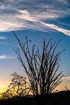 2018 April Catalina State Park Ocotillo