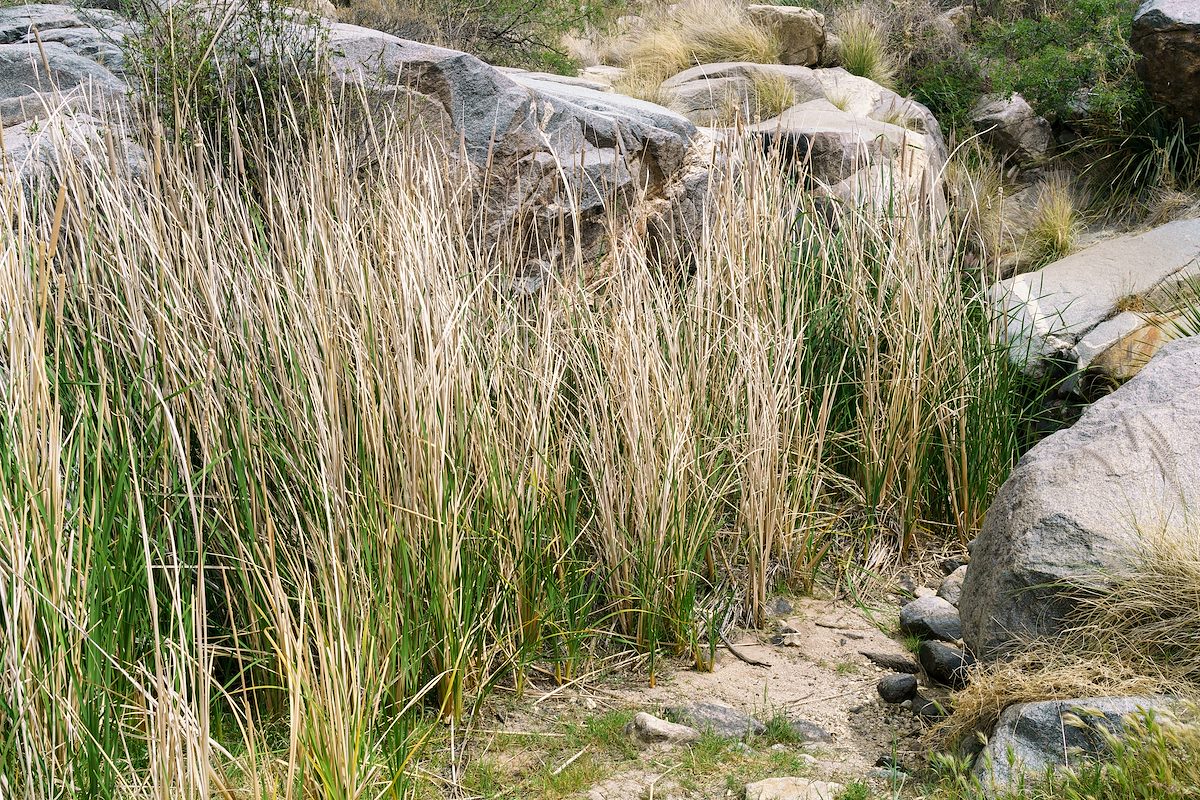 2018 April Cattails at the Pima Canyon Dam