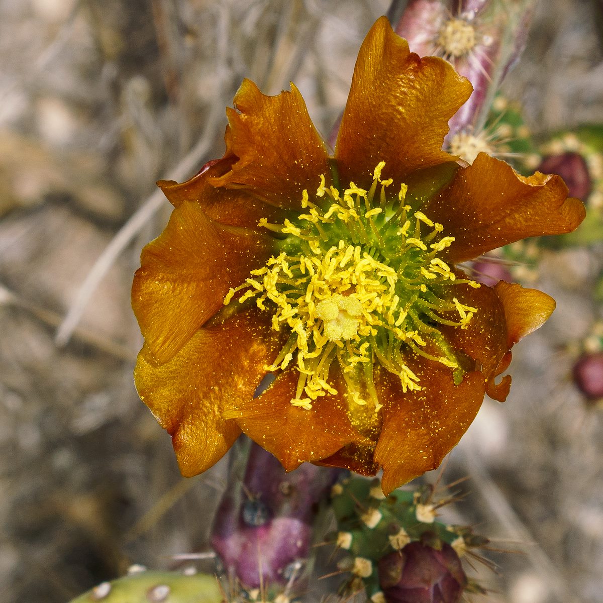 2018 April Cholla on the Pima Canyon Trail