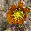 2018 April Cholla on the Pima Canyon Trail