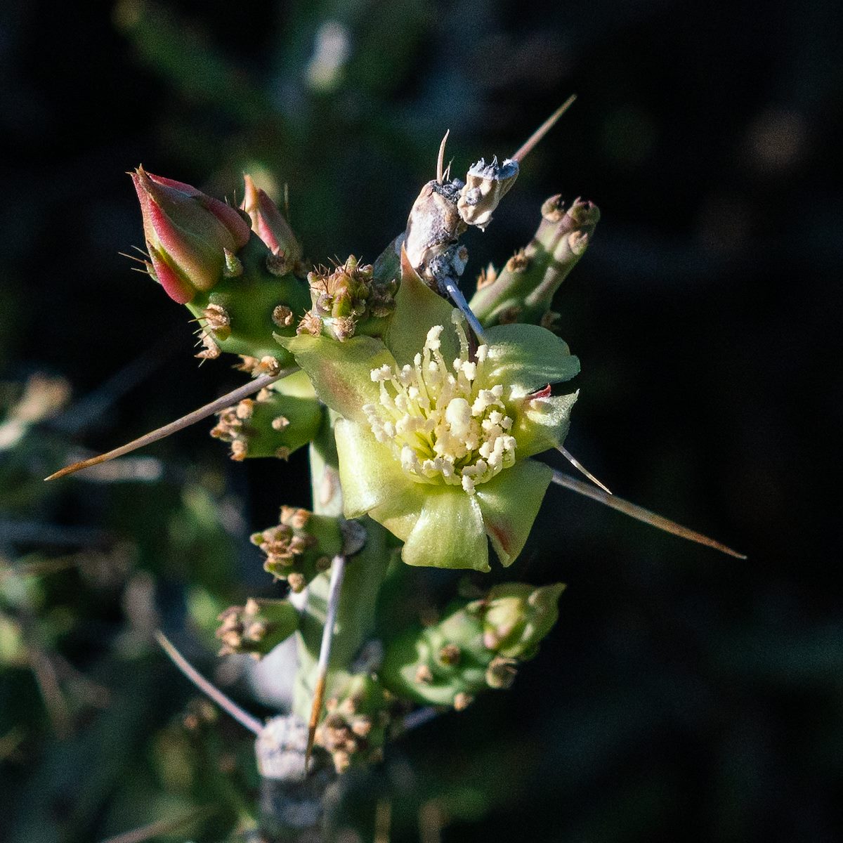 2018 April Christmas Cactus