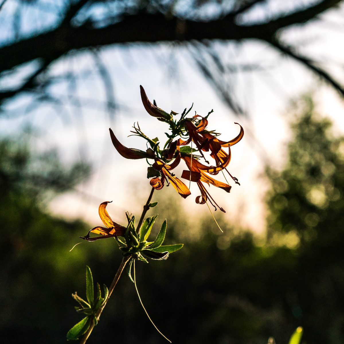 2018 April Desert Honeysuckle in Catalina State Park