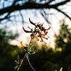 2018 April Desert Honeysuckle in Catalina State Park