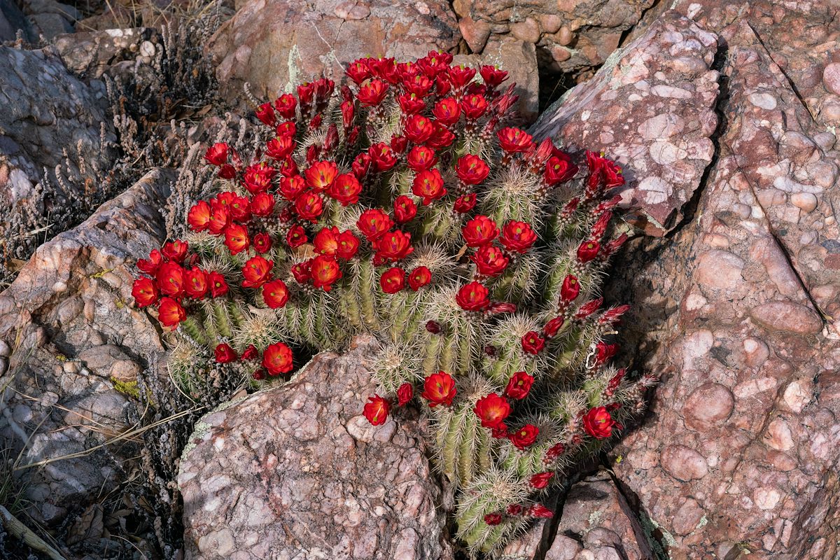 2018 April Hedgehog Cactus