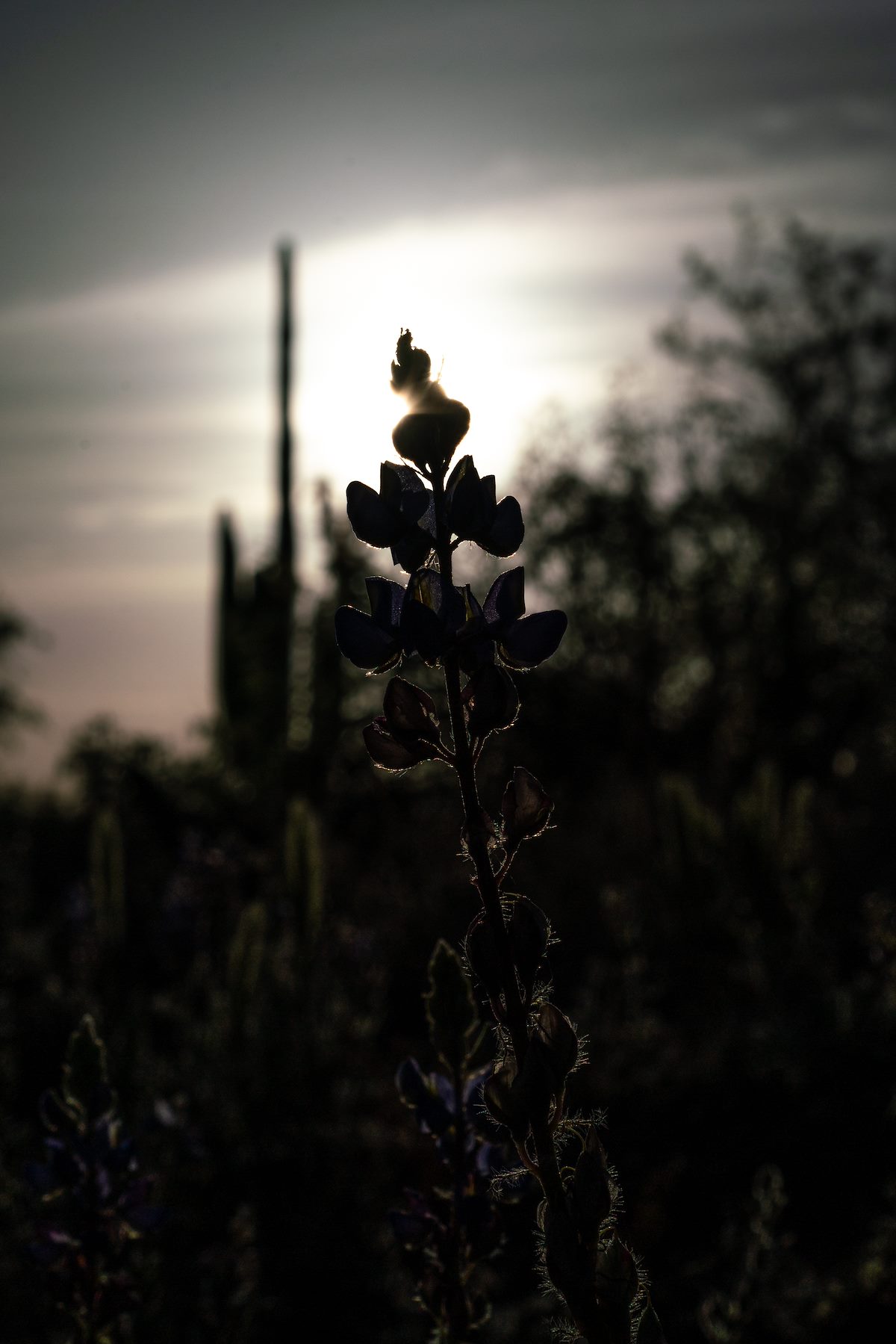 2018 April Lupine in the Sun