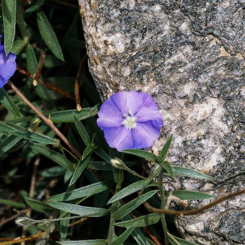 2018 April Morning Glory in Pima Canyon