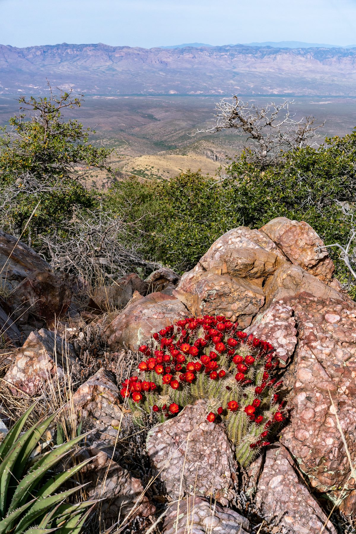 2018 April Near FR4475 East of the Oracle Ridge Trail