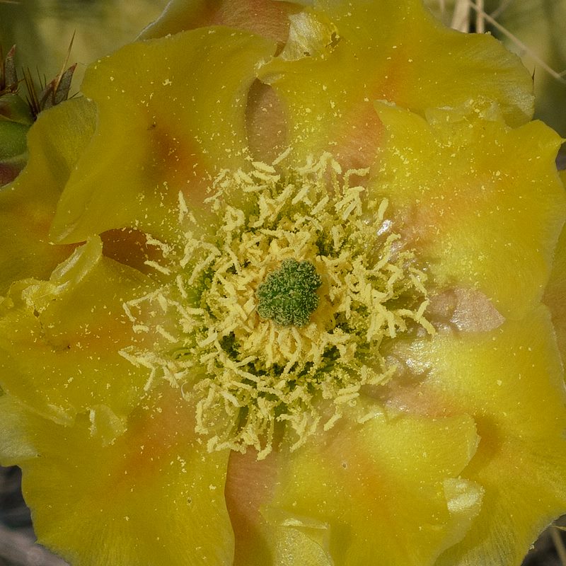 2018 April Prickly Pear Flower