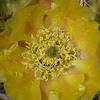 2018 April Prickly Pear Flower