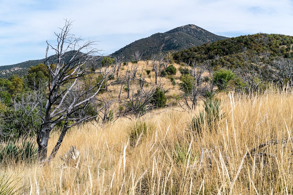 2018 April Rice Peak from just off the Oracle Ridge Trail