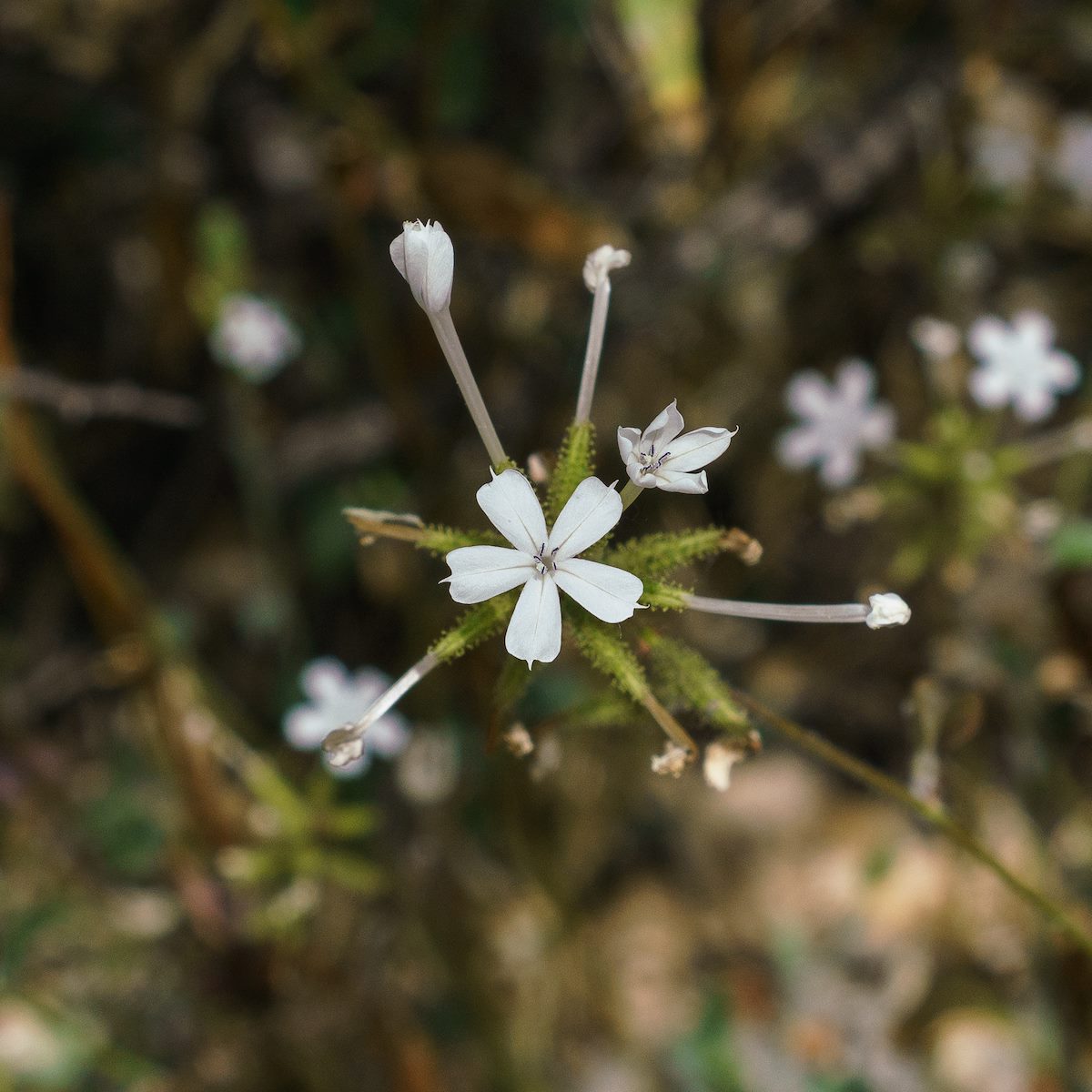 2018 April Wild Leadwort