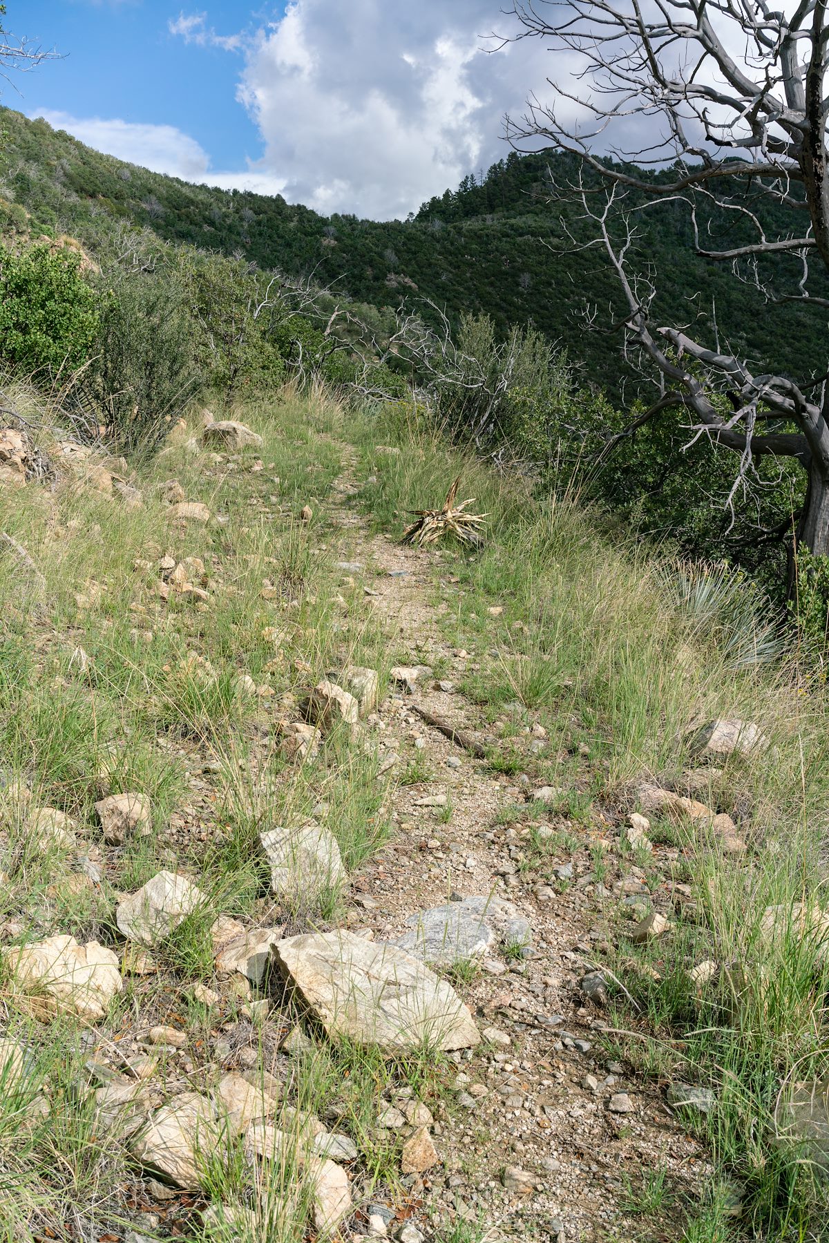 2018 August Catalina Camp Trail