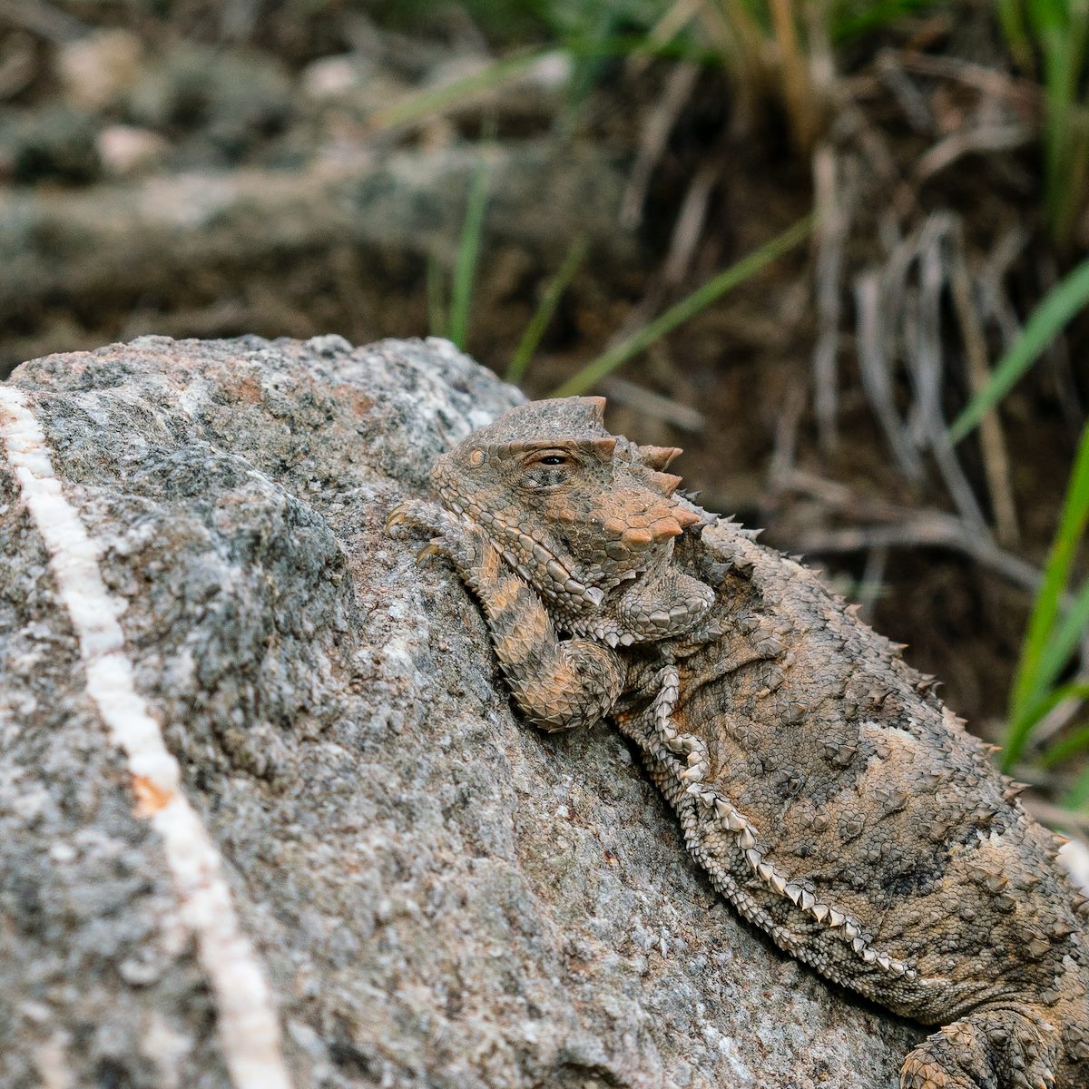 2018 August Horned Lizard on the Catalina Camp Trail