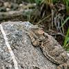 2018 August Horned Lizard on the Catalina Camp Trail