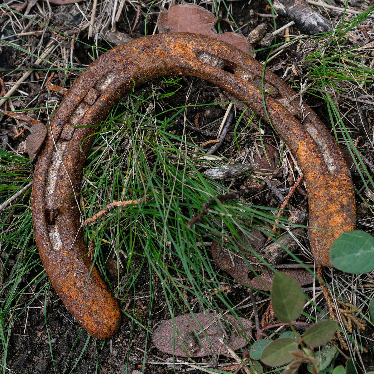 2018 August Horseshoe